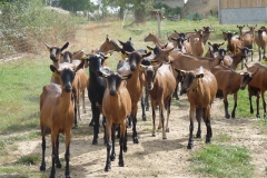 Les chèvres de la Ferme de la Hutte