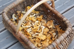 Cueillette aux girolles