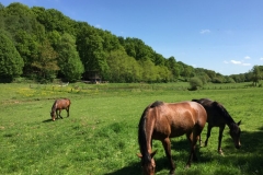 Les chevaux de la cabane