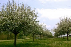 Les pommiers à Cidre de la région