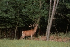 Un Cerf aperçu au loin