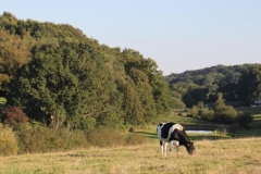 Une vache aux abords de La Cabane Sauvage